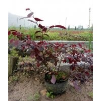 磐安紅葉繼木_福江苗木值得信賴_紅葉繼木哪家好