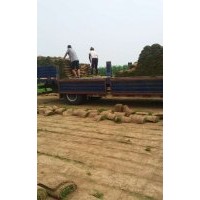 供應(yīng)早熟禾，高羊茅，混播草坪等