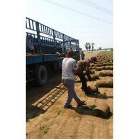 供應(yīng)高羊茅，混播草坪等