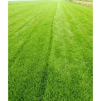 河北順鑫草坪種植銷售基地石家莊草坪種植基地位于環(huán)境優(yōu)美的石家