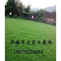 湖北草坪基地~馬尼拉草坪價(jià)格~供應(yīng)馬尼拉草