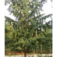 銀杏樹_盛緣銀杏_1.5公分銀杏樹價格