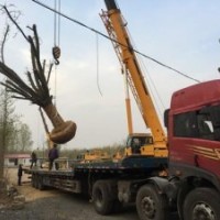 銀杏樹價格表、銀杏樹價格、興隆銀杏(查看)