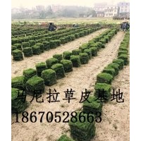 馬尼拉草皮-湖南馬尼拉草皮價(jià)格-郴州馬尼拉草皮規(guī)格多少