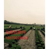 【郴州馬尼拉草坪~湖南馬尼拉草皮~馬尼拉草坪價(jià)格~馬尼拉草皮