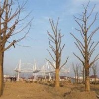 13公分銀杏樹的價(jià)格_銀杏樹的價(jià)格_森鑫銀杏(圖)