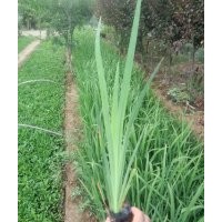 水生鳶尾批發(fā)價(jià)格 圖片