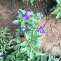 鼠尾草供應(yīng) 鼠尾草花期 鼠尾草圖片 山東鼠尾草基地 鼠尾草價(jià)格