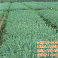 4米雪松,雪松,路雪松苗木(圖)