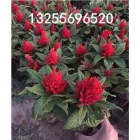 雞冠花什么時(shí)候開花 雞冠花品種大全 雞冠花價(jià)格 雞冠花批發(fā) 供應(yīng)