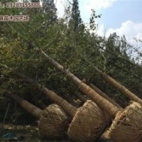 14公分銀杏樹的價格,銀杏樹,綠萌銀杏(圖)