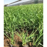 供應(yīng)10-40公分大花萱草 山東大花萱草種植基地
