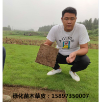 湖南草皮 郴州馬尼拉草皮