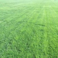 榮欣專業(yè)苗木合作社馬尼拉,四季青,果嶺草