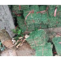 興義馬尼拉草價格興義馬尼拉草批發(fā)