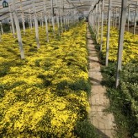 國慶菊供應(yīng)，山東國慶菊批發(fā)，國慶菊基地，歡迎選購