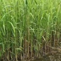 出售白洋淀蘆葦苗