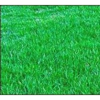 供應(yīng)中華結(jié)縷草草皮 供應(yīng)剪股穎草皮