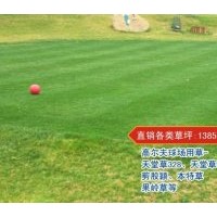 百慕大混播黑麥草