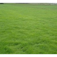 常年大量供應(yīng)各種優(yōu)質(zhì)草坪