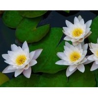 供應(yīng)四川睡蓮水生植物