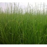 供香根草—保持水土流失