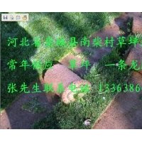 我基地長(zhǎng)年出售草坪，以高羊茅、早熟禾為主
