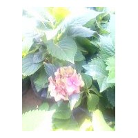 供應(yīng)繡球（八仙花）、金盞菊、天人菊、地被菊、福祿考、千屈菜