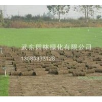 大量直銷馬尼拉草坪，矮生百慕達草坪，中華結(jié)蔞草坪