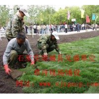 供應(yīng)山東草坪 草坪價(jià)格草皮