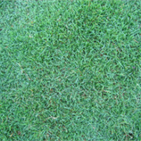 供應馬尼拉草坪