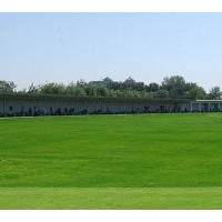 出售馬尼拉草坪種子 馬尼拉草籽 馬尼拉種子 草坪種子 馬尼拉