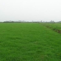 特價(jià)供應(yīng)百慕大與黑麥草混播草坪，低于市場價(jià)2毛，量大一天發(fā)貨