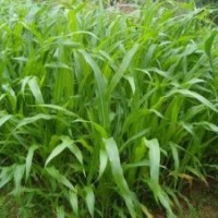 2013年精品牧草種子供應(yīng)貨到付款