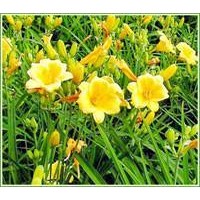 江蘇產(chǎn)地大花萱草價(jià)格