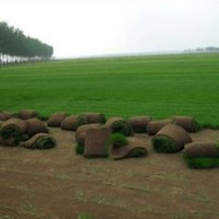 供應(yīng)早熟禾草坪