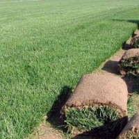 供應(yīng)早熟禾草坪 百斯特,午夜橄欖球