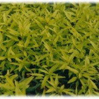 四季青草坪直銷