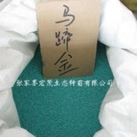 馬蹄金種子