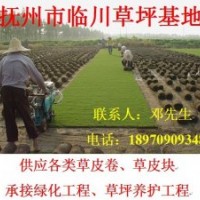 長期供應(yīng)綠化草坪