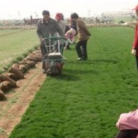 淄川草坪-張店草坪-博山草坪-臨淄草坪