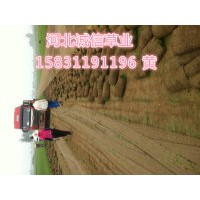 河北草坪 山東草坪 山西草坪