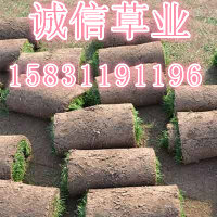 河北草坪價格 山西草坪價格 山東草坪價格