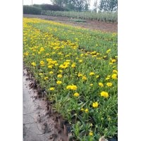 黑心菊、金雞菊、天人菊、荷蘭菊、松果菊、菊花