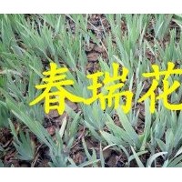 德國(guó)鳶尾，花葉美人蕉，蛇莓