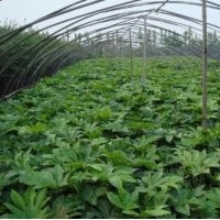 常年出售爬山虎，八角金盤，長(zhǎng)春藤等耐蔭觀葉植物