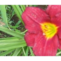 大量供應(yīng)各種萱草