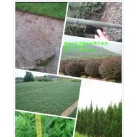 廣西馬尼拉草皮 廣西 湖南草皮 衡陽(yáng)馬尼拉草坪 廣東草坪 廣東馬