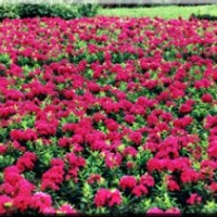 天津宿根福祿考|宿根福祿考價格