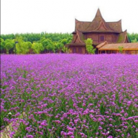山東馬鞭草批發(fā)基地 馬鞭草價(jià)格